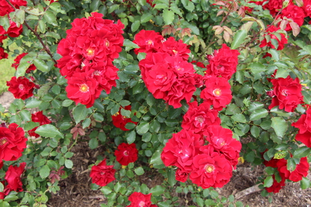 Roter Korsar  foto Klara Kopač